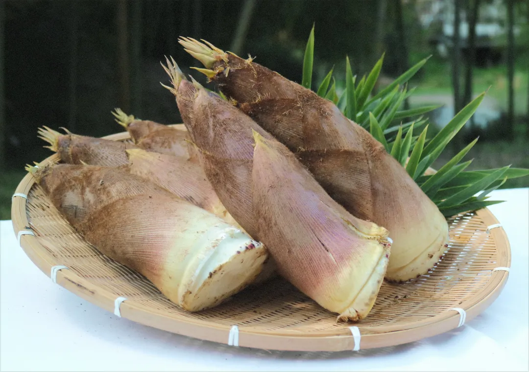 ざるの上にのせられた、皮をかぶった状態の新鮮なたけのこが数本。背景には竹の葉が見える