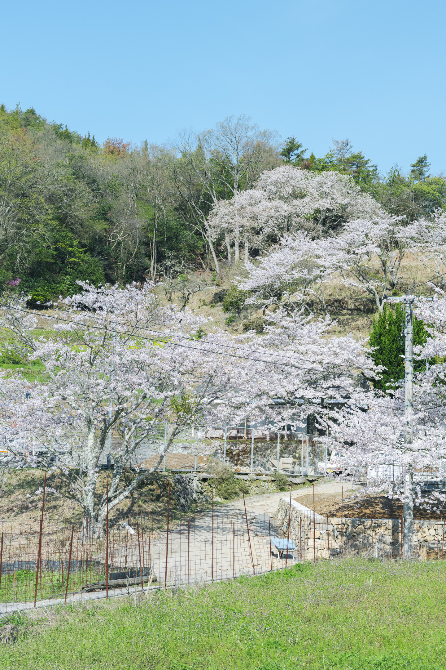 数百年の時を越え、地域を見守る大桜