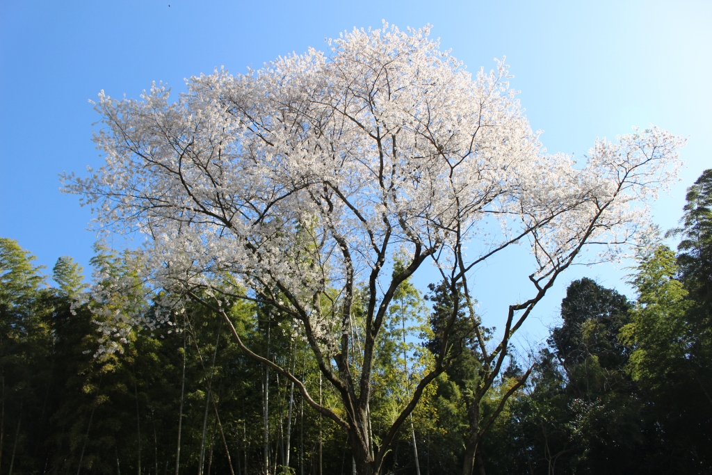 小梨の夫婦桜