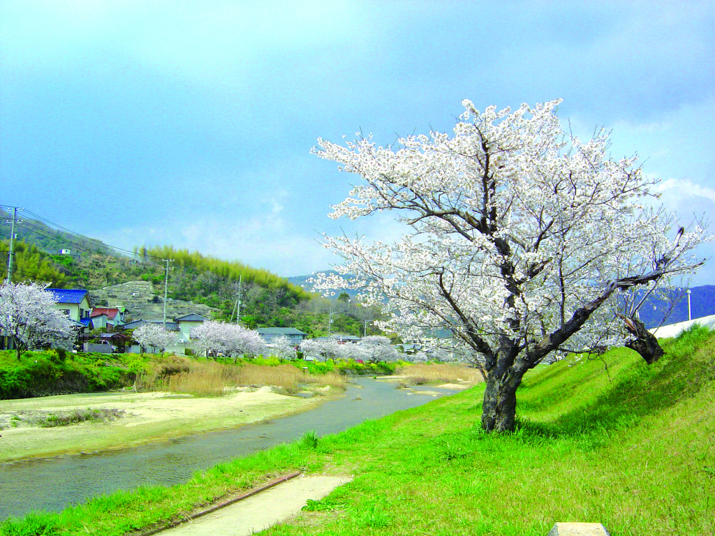 가모가와 강변의 벚나무 길