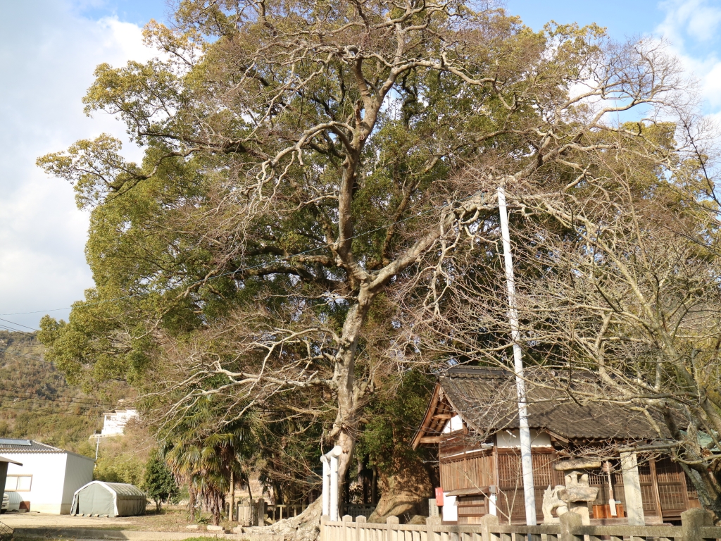 楠神社のクスノキ
