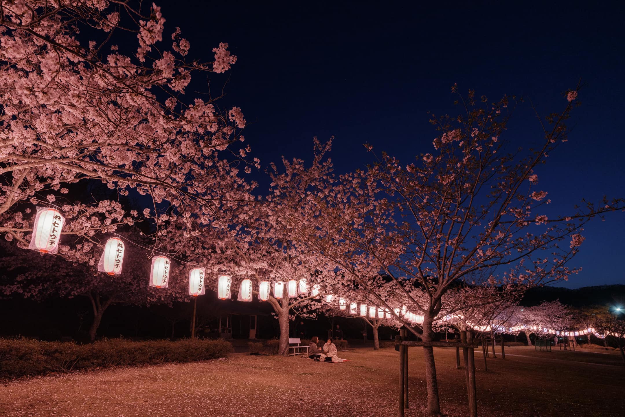 竹原市推薦賞櫻地點