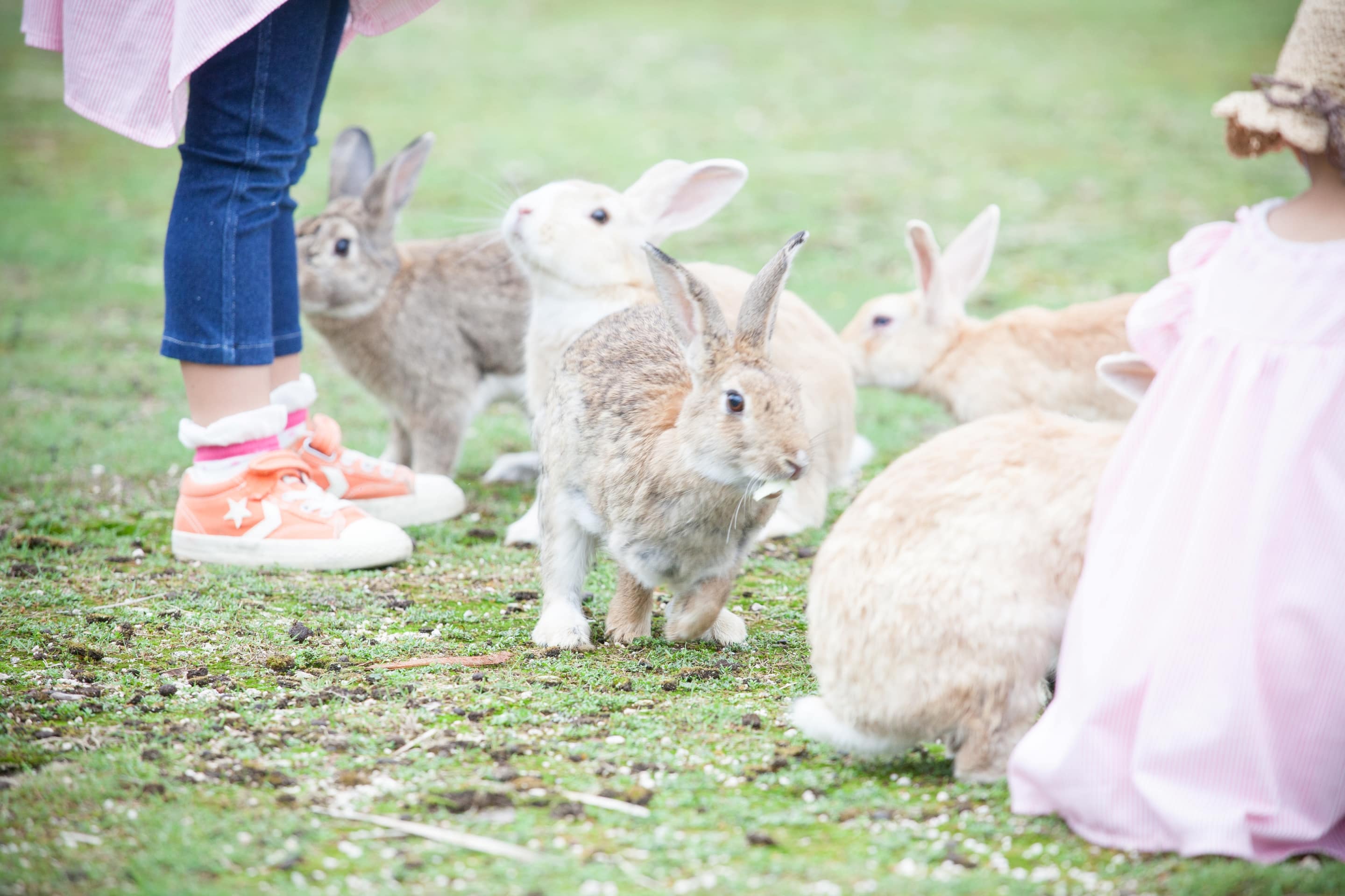 大久野島（兔子島）