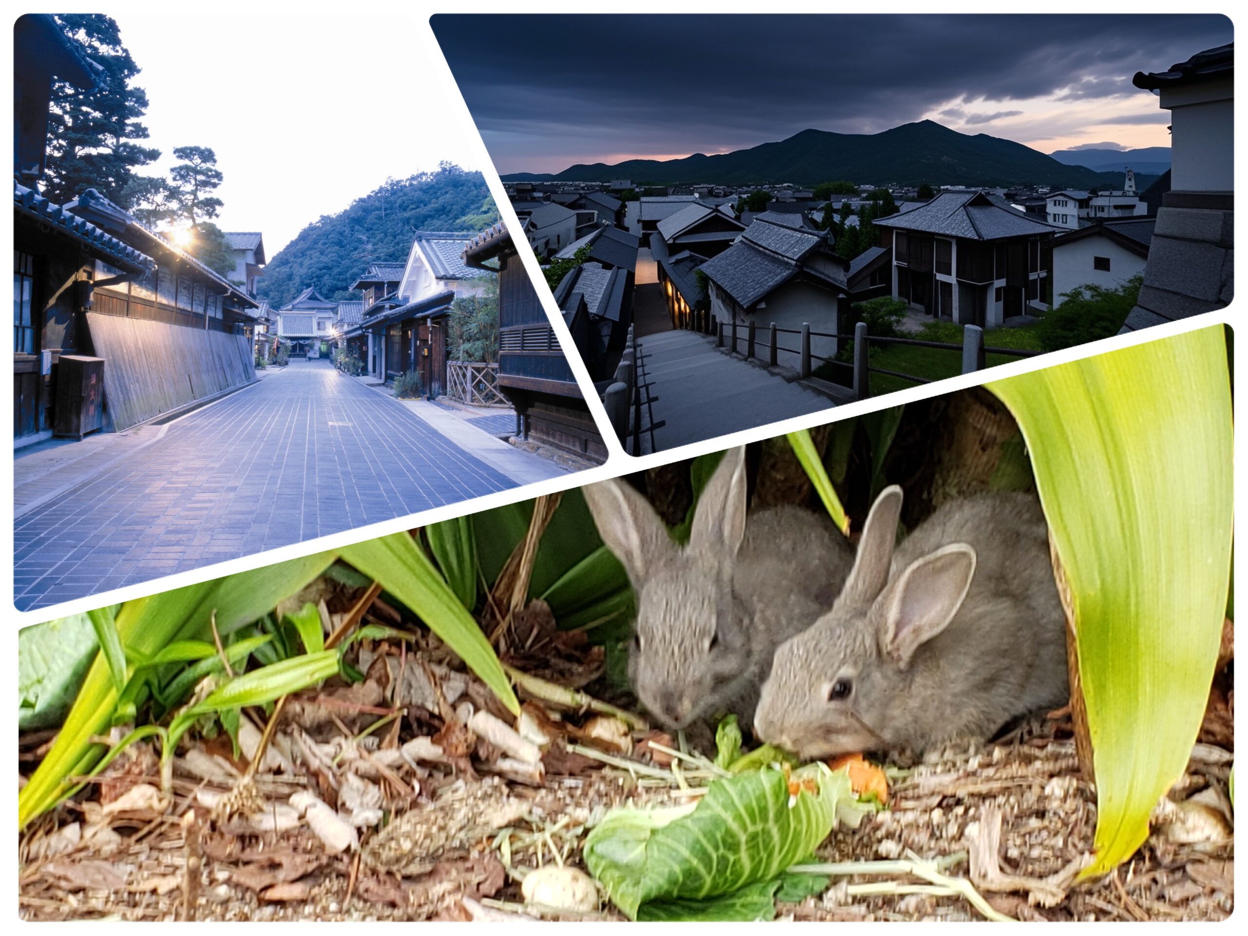 うさぎの島から夕暮れの町並みへ ― 竹原ぎゅっと日帰り旅