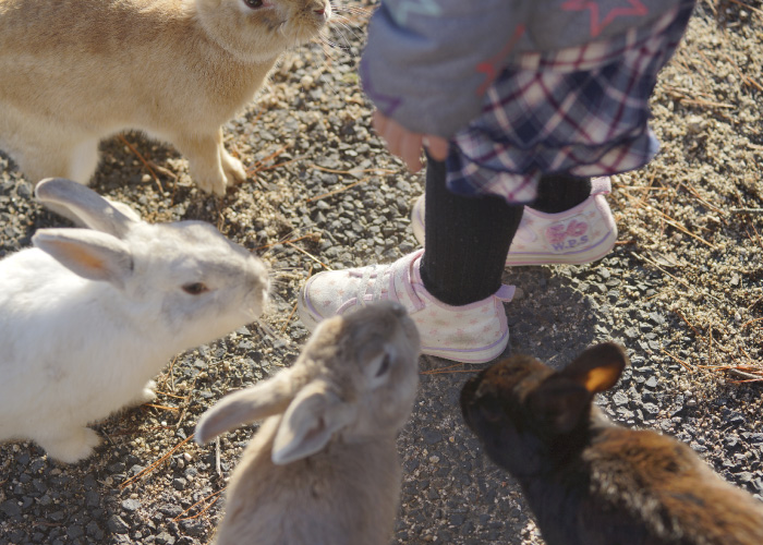 Rabbit Island Ohkunoshima2