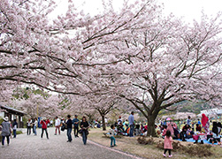 櫻花祭　4月上旬4